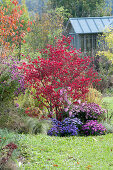 Autumnal bed with Euonymus alatus and Aster