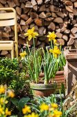 Yellow narcissus in front of stacked firewood in garden