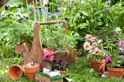 Violas, terracott pots and gardening gloves in wooden garden caddy in front of flowerbed
