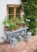 Potted geraniums on vintage table below wooden window