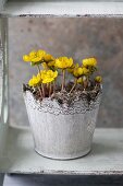 Pot of flowering winter aconites (Eranthis hyemalis)