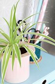 Spider plant in pink pot on small, pale blue chest of drawers