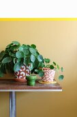 Potted Chinese money plants in painted terracotta pots against wall