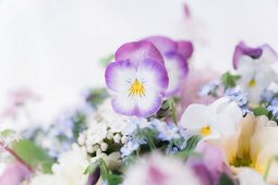 Lilafarbene Hornveilchenblüte und andere zarte Frühlingsblüten