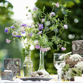 Filigrane, lilafarbene Wildblumen in Glasvasen auf gedecktem Gartentisch