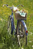 Posies of cow parsley, red campion and buttercups in bicycle basket