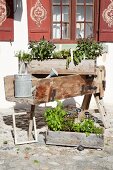 Herbs planted in wooden crates