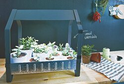A mini greenhouse in front of a blackboard wall in the kitchen