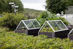 Raised beds with glass cloches in vegetable patch