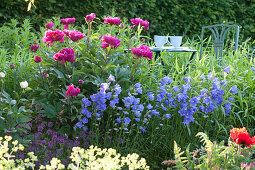 flowering early summer bed with Paeonia lactiflora (peony)