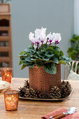 Cyclamen persicum in copper pot on bowl with cones