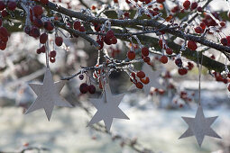 Silver stars on malus (ornamental apple tree) with fruits