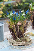 Basket of twigs planted with muscari and galanthus