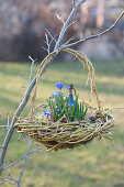 Hanging basket nest made from branches of Cornus stolonifera 'Flaviramea'