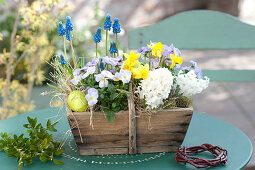 Hyacinthus 'White Pearl', Viola cornuta Rocky 'Lavender Blush'