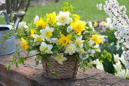 Gelb-weißer Frühlingsstrauß im Korb : Narcissus ( Narzissen ), Helleborus