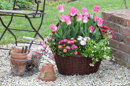 Tulipa 'Akela' ( Tulpen ), Bellis ( Tausendschön ) und Galium odoratum