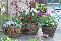 Tulipa 'Shirley' 'Purple Prince' 'Claudia' ( Tulpen ), Viola cornuta