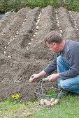 Mann legt Solanum tuberosum ( Kartoffeln ) in Pflanzrinnen