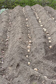 Solanum tuberosum ( Kartoffeln ) liegen in Pflanzrinnen