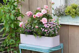 Pastel purple box with roses, dianthus 'Pink Kisses' (carnation)