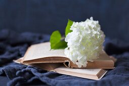 weiße Hortensienblüte auf Buch