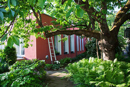 Großer Baum im Garten mit Farn um ein modernes rotes Haus