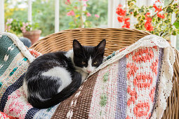 Katze auf buntem Kissen auf Rattansessel im Wintergarten