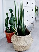Succulent in a basket and cactus in a pot in front of a white chest of drawers