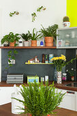 Houseplants on shelf above kitchen counter
