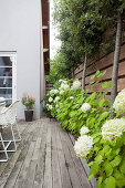 White-flowering hydrangeas between terrace and wooden fence