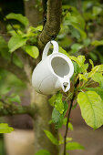 Old teapot hung from tree branch