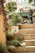 Steps in old nursery decorated with potted herbs and standard plants and bird ornament
