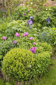 Box, tulips and perennials in spring flowerbed