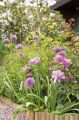 Allium 'Mercurius' and purple tulips in flowerbed