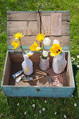 Tulips and narcissus in vases covered with fabric in old wooden crate