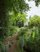 Flowers lining garden path leading to cypress