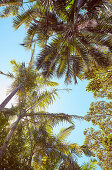 Bottom view of palm trees under a blue sky