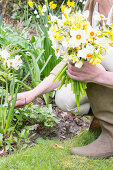 Woman cutting narcissus for bouquet in garden