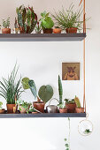 Various houseplants on suspended shelves