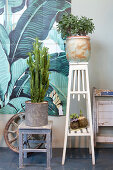 Cactus and money tree on wooden plant stands in front of painted tiles