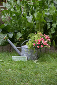 Lavish bouquet of roses and lady's mantle in watering can