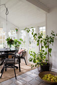 Round table, chairs and houseplants in conservatory