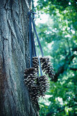 Pine cones hung from ribbons on tree