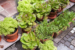 Various types of lettuce in terracotta pots on terrace
