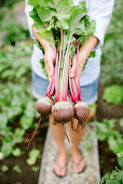 Woman holding freshly picked beetroot