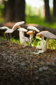 Gruppe gefilzter Pilze auf einem Baumstamm