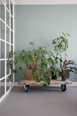 Various houseplants on low table on large castors