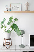 Swiss cheese plant on rattan stool on tiled sideboard