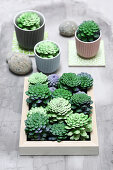 Fake succulents hand-made from pine cones